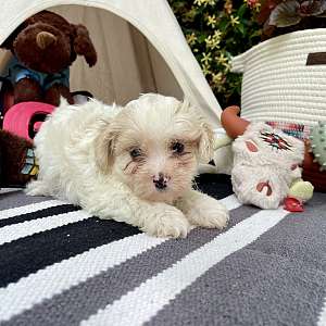 Toy ShihPoo