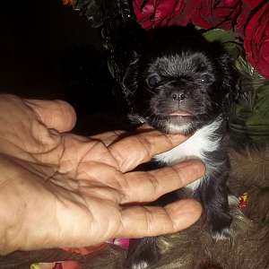Chihuahua Puppy Male AZ