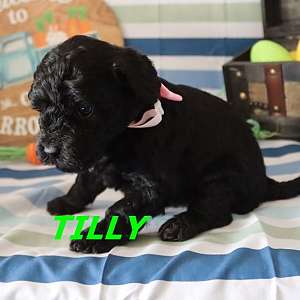 Tilly Miniature Poodle