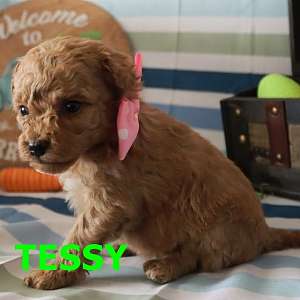 Tessy Miniature Poodle