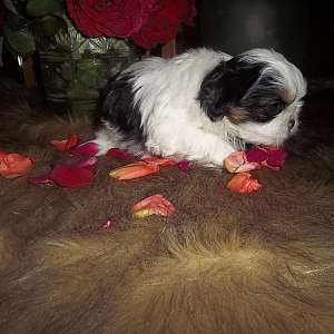 Imperial AKC Shih Tzu Puppies With Free Full Breeding Rights