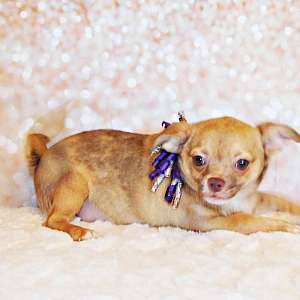 Gorgeous Exotic Color AppleHead Cobby Chihuahua Babies. Long and Short Coa