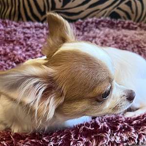 Male longhair chihuahua puppy (Teddy)