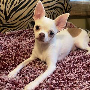 Male shorthair chihuahua puppy (Junior)