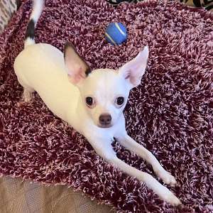 Shorthair male chihuahua puppy (Buddy)