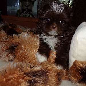 Imperial Shih Tzu Puppies