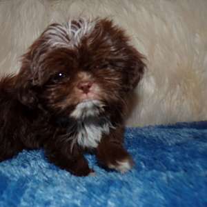 Imperial Shih Tzu Puppies