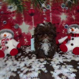 Imperial Shih Tzu Puppies Xmas Specials