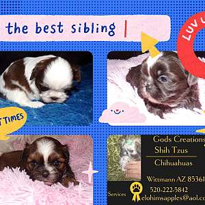 Imperial Shih Tzu Puppies Wu Li's