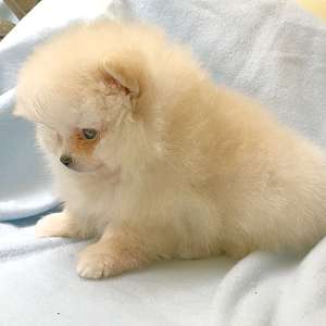 CKC Pomeranian: Baby Duke