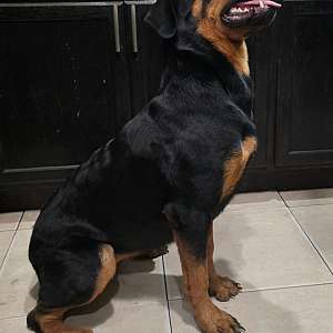 AKC Female Rottweiler Puppy