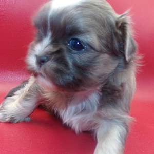 Full AKC Blue Skye Imperial Shih Tzu Pups