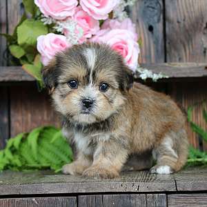 Chip Male Shorkie