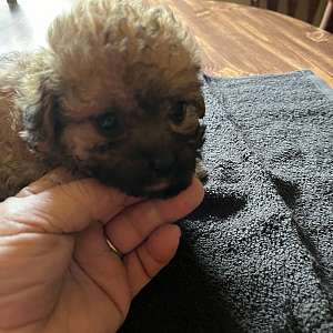 Beautiful toy Poodle
