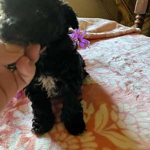 Toy Poodle baby