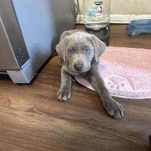 Adorable labs puppies looking for their forever home