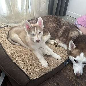 Wooly husky puppy - red male