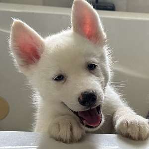 Wooly Siberian Husky puppy - white male