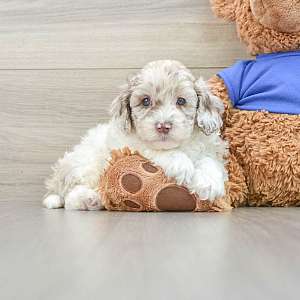 Gorgeous Cockapoo puppies for sale