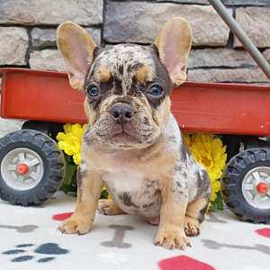 Gorgeous Akc Registered French Bulldog puppies for sale