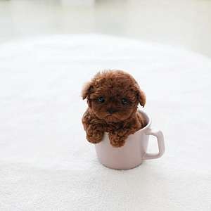 Akc Registered Teacup Puppies For Sale