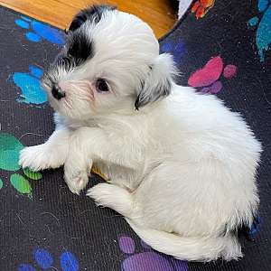 Clover - You Need a Havanese for Your Home