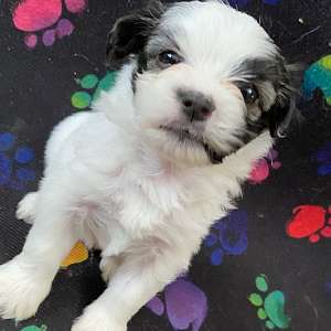 Butterfly - You Need a Havanese for Your Home