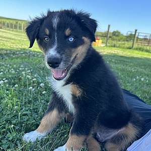 Kevin, Black tri male Aussie