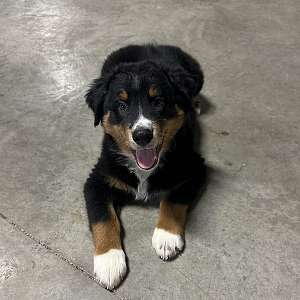 Toby, Black tri male Aussie