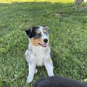 Marv, blue merle male aussie