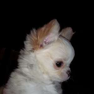 Tiny Teacup Apple Head Long Coat Chihuahua Full AKC Male