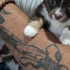 Tiny Teacup Chihuahua Puppies AKC