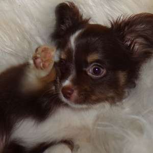 Tiny Teacup Chihuahua Puppies Full AKC