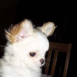 Teacup Apple Head Chihuahua Male Full AKC