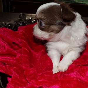 AKC Chocolate Chihuahua Puppies