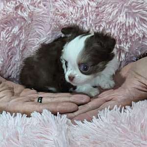 AKC Chocolate Chihuahua Puppies T Cups