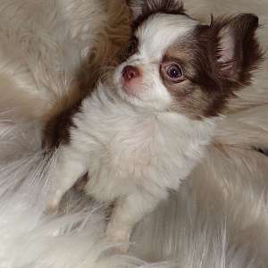 AKC Chocolate Chihuahua Puppies T Cups