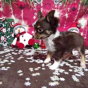 AKC Chocolate Chihuahua Puppies T Cups