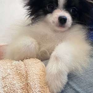 Bam Bam is AKC Reg. Male Pomeranian puppy