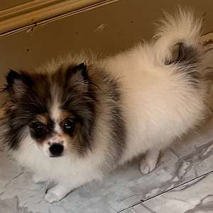 Mariska's Sprinkles - Blue Merle / Tan Points Female Pomeranian