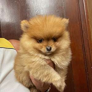 Bandit - Stealing Your Heart * Orange Registered Male Pomeranian Puppy