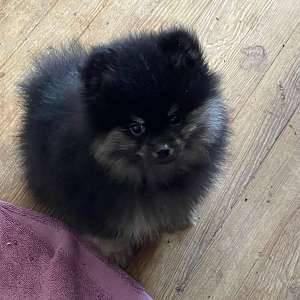 Armani * AKC Stunning Black & Tan Male Pomeranian Puppy