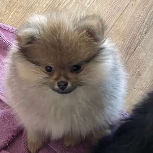 Gucci * AKC * Orange Sable Female Pomeranian Puppy