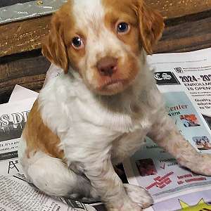 Brittany puppies