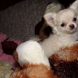 Full AKC Long Coat Chihuahua