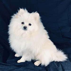 CKC Pomeranian: BOSS