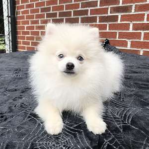 CKC Pomeranian: WHITEY