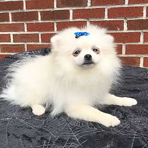 CKC Pomeranian: OPAL