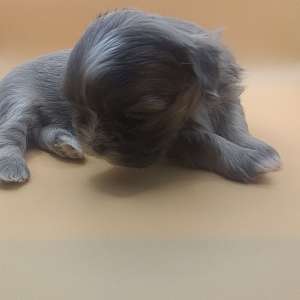 Imperial AKC Shih Tzu Puppies