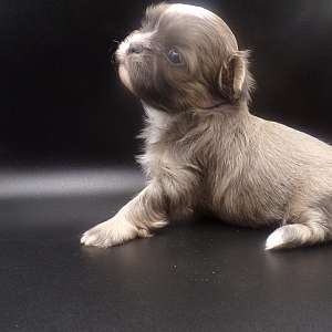 Imperial AKC Shih Tzu Puppies